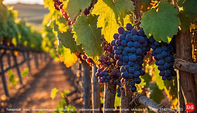 Каких цветов бывают вина