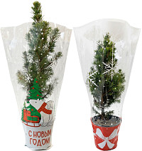 Ель Глаука Коника