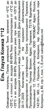 Ель Глаука Коника